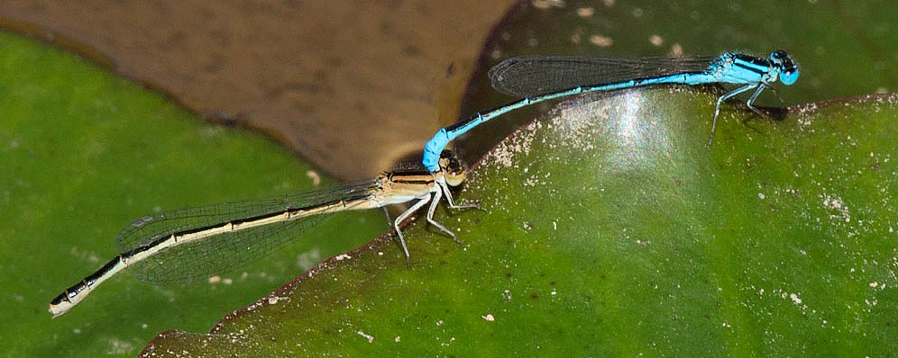 Africallagma glaucum